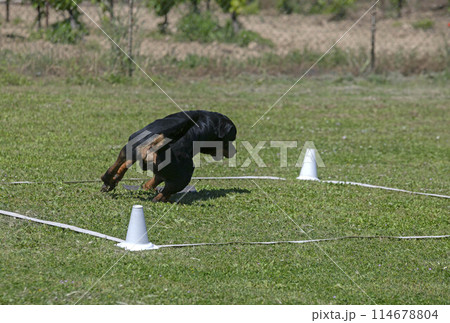 obedience training with a rottweiler 114678804