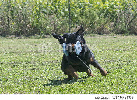 obedience training with a rottweiler 114678805