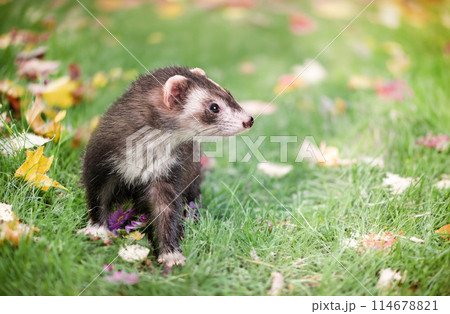 ferret in nature 114678821