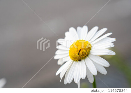 初夏の白い花とそれに集まる虫たち 114678844