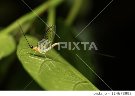 フタスジモンカゲロウ 114678992