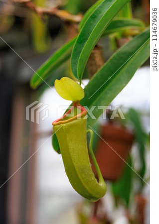 植物園のウツボカズラ 114679036