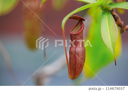 植物園のウツボカズラ 植物園のウツボカズラ 114679037