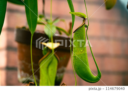 植物園のウツボカズラ 114679040