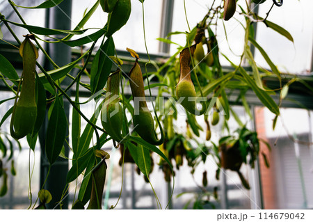 植物園のウツボカズラ 114679042