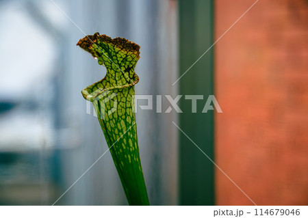 植物園のサラセニア 114679046