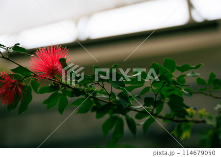 植物園のヒメベニゴウカン 植物園のヒメベニゴウカン 114679050