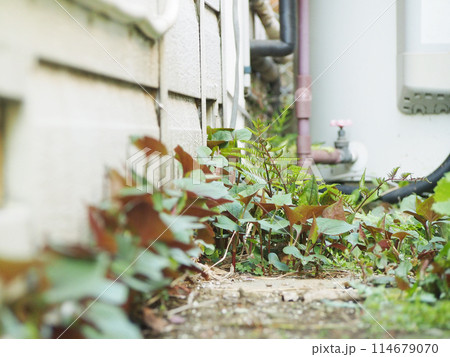 家の裏庭に自生するドクダミ 114679070