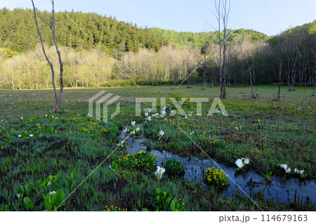 水芭蕉が群生する池ケ原湿原 水芭蕉が群生する池ケ原湿原 114679163
