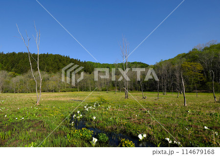 水芭蕉が群生する池ケ原湿原 水芭蕉が群生する池ケ原湿原 114679168