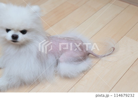 ポメラニアンの病気、アロペシアX(脱毛症X) ポメラニアンの病気、アロペシアX(脱毛症X) 114679232