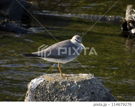 キアシシギ　シギ　チドリ　野鳥 114679276