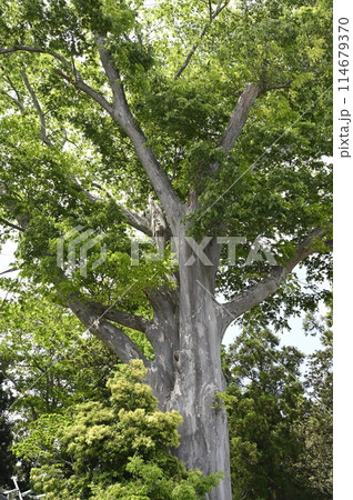 熊野神社の大ケヤキ 熊野神社の大ケヤキ 114679370
