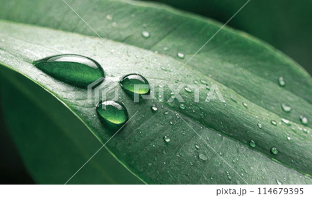 Water drops on green leaf abstract background. Raindrops, water on leaf. Fresh, juicy, beautiful tree leaf closeup. Summer, nature background. 114679395