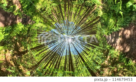 新緑が美しい春の鳥取県の大山滝と森 新緑が美しい春の鳥取県の大山滝と森 114679453