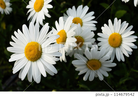イブニングのマーガレット～17:34pm～ 114679542