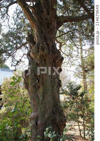 四国霊場第46番札所「浄瑠璃寺」イブキの大木 114679649