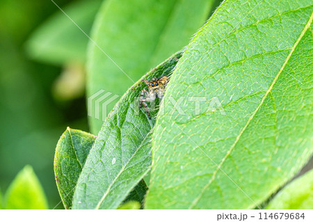 葉の間に身を隠すハエトリグモ(ネコハエトリ) 葉の間に身を隠すハエトリグモ(ネコハエトリ) 114679684