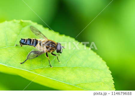アシブトハナアブ アシブトハナアブ 114679688