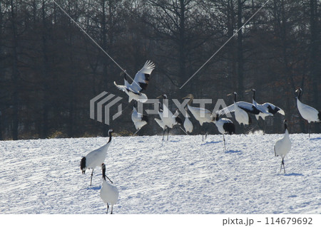 鶴居村の雪原で翼を広げて飛び上がるタンチョウヅル 114679692