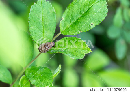 コイチャコガネ 114679693