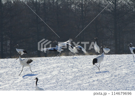 鶴居村の雪原を走り回る二羽のタンチョウヅル 114679696