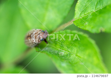 コイチャコガネ 114679697