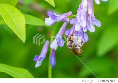 草花の蜜を吸うダイミョウキマダラハナバチ 草花の蜜を吸うダイミョウキマダラハナバチ 114679707