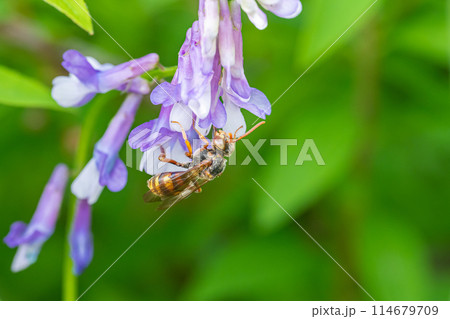 草花の蜜を吸うダイミョウキマダラハナバチ 草花の蜜を吸うダイミョウキマダラハナバチ 114679709