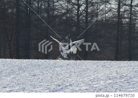 鶴居村の雪原でダンスを踊るタンチョウヅル 114679710