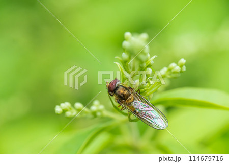 ホソヒラタアブを捕食するコハナグモ 114679716
