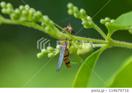 ホソヒラタアブを捕食するコハナグモ 114679718