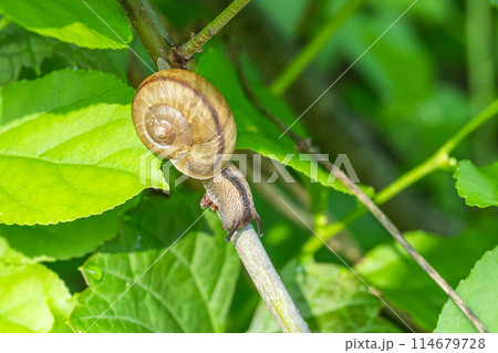 カタツムリ（ナミマイマイ） 114679728