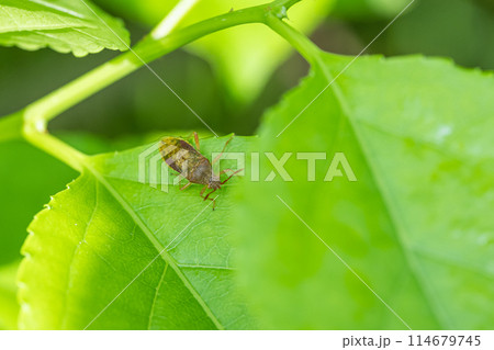 アカヒメヘリカメムシ 114679745