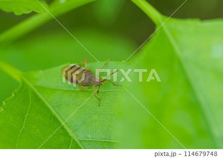 アカヒメヘリカメムシ 114679748