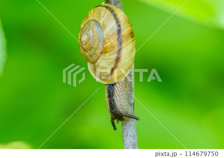 カタツムリ（ナミマイマイ） 114679750