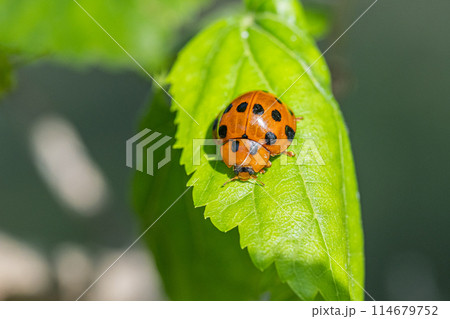 ハラグロオオテントウ 114679752