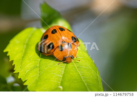 ハラグロオオテントウ 114679758