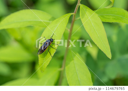 チュウレンジハバチ 114679765