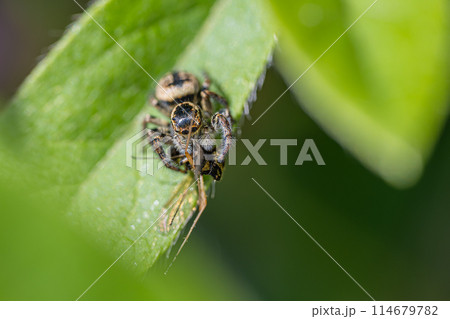 キアシキンシギアブを捕食するハエトリグモ（ネコハエトリ） 114679782