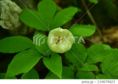 人里離れた高山の森のなかで、ひっそりと咲く清楚なヤマシャクヤク 114679823