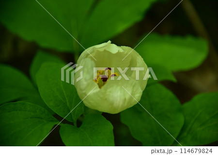 人里離れた高山の森のなかで、ひっそりと咲く清楚なヤマシャクヤク 114679824