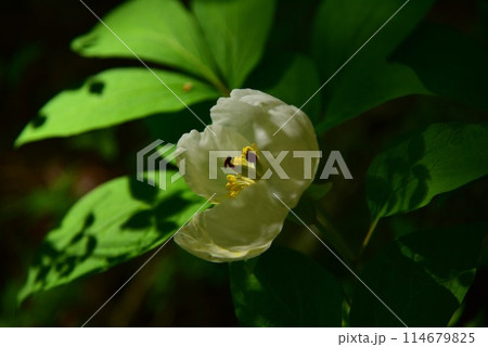 人里離れた高山の森のなかで、ひっそりと咲く清楚なヤマシャクヤク 114679825