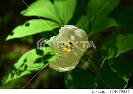 人里離れた高山の森のなかで、ひっそりと咲く清楚なヤマシャクヤク 114679827