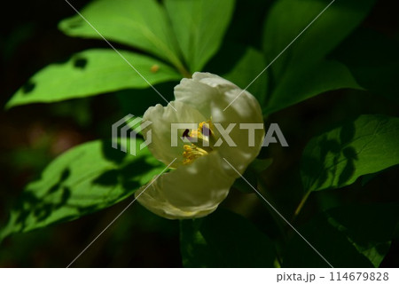 人里離れた高山の森のなかで、ひっそりと咲く清楚なヤマシャクヤク 114679828