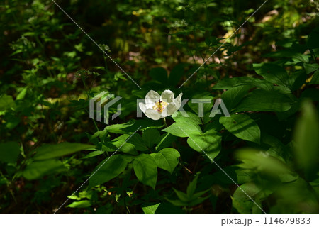 人里離れた高山の森のなかで、ひっそりと咲く清楚なヤマシャクヤク 114679833