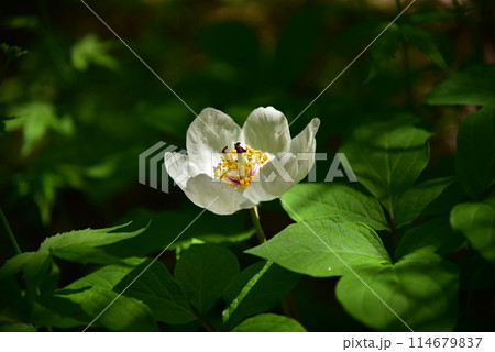 人里離れた高山の森のなかで、ひっそりと咲く清楚なヤマシャクヤク 114679837