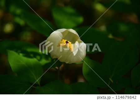 人里離れた高山の森のなかで、ひっそりと咲く清楚なヤマシャクヤク 114679842