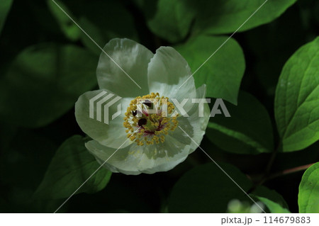 人里離れた高山の森のなかで、ひっそりと咲く清楚なヤマシャクヤク 114679883