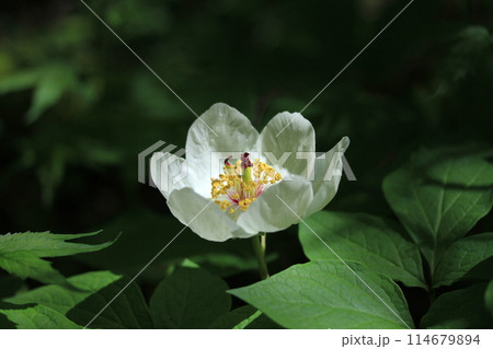 人里離れた高山の森のなかで、ひっそりと咲く清楚なヤマシャクヤク 114679894